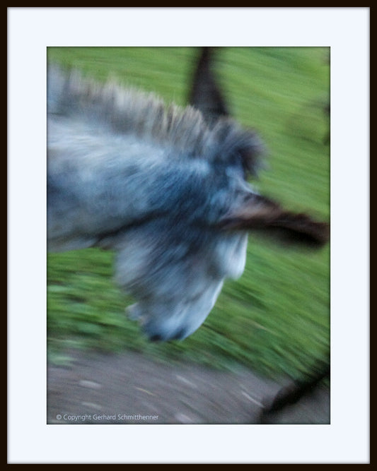 Esel / Eselkopf mit "fliegender Kamera" fotografiert